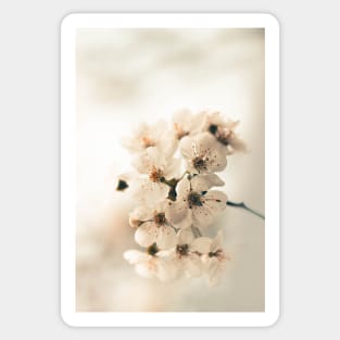 White Cherry Blossom Sticker